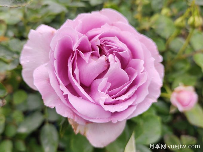 月季花變形的幕后黑手，16個(gè)原因(圖1)
