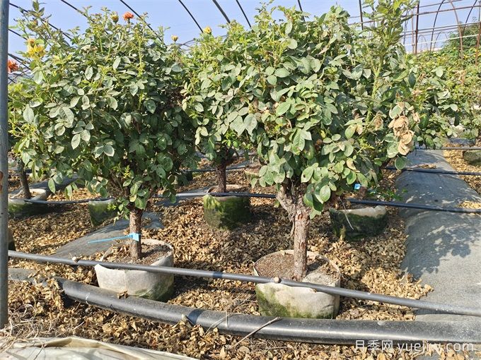 全國月季11月花事，南賞花北過冬(圖1)