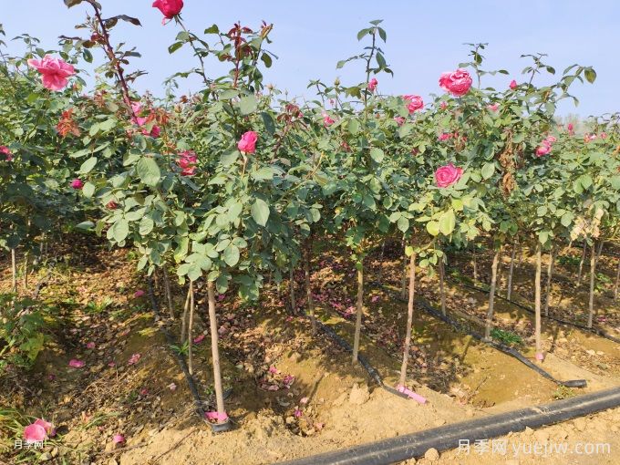 全國月季11月花事，南賞花北過冬(圖2)