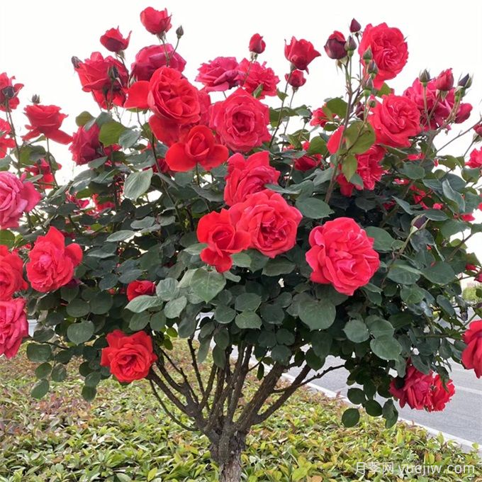 如何選擇適合干道綠化帶的植物？推薦適合品種(圖1)