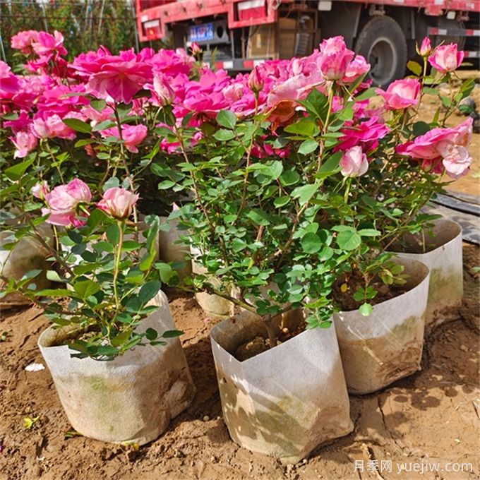 如何選擇適合干道綠化帶的植物？推薦適合品種(圖2)