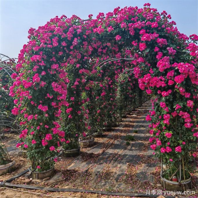 藤本植物必知四大類，你知道幾個(gè)？(圖1)