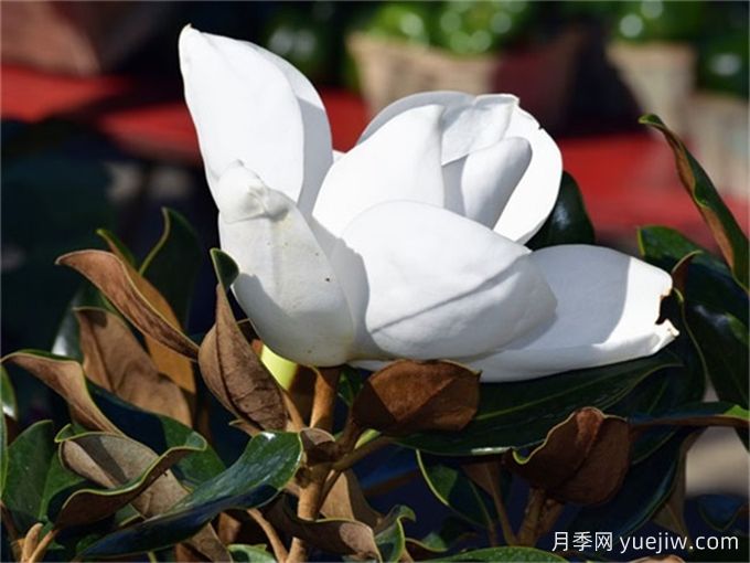 中國常見行道、庭蔭、園林樹種簡介（總結40個）(圖3)