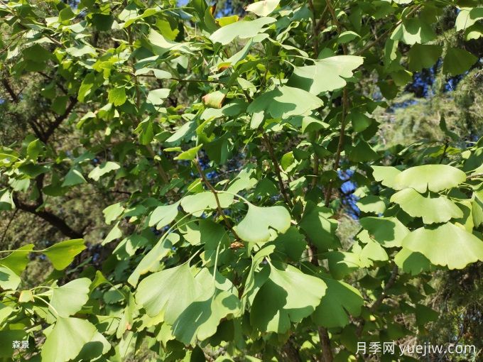 中國常見行道、庭蔭、園林樹種簡介（總結40個）(圖2)