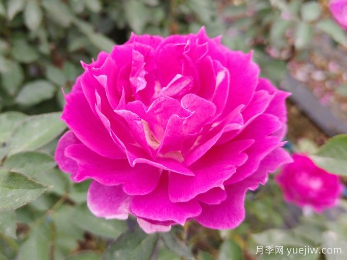 蝴蝶蘭和月季花有什么不同處？蝴蝶蘭和月季花哪個(gè)好養(yǎng)？(圖1)