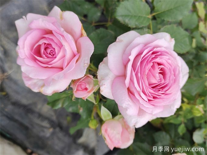 月季介紹，粉黛月季(圖1)