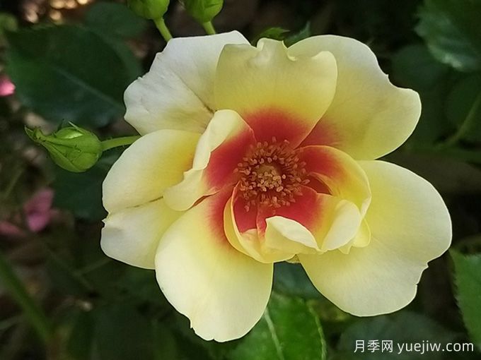 輝煌巴比倫眼睛月季/黃色甜蜜斑點(diǎn)(圖1)
