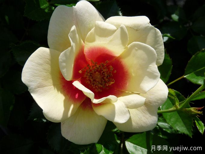 輝煌巴比倫眼睛月季/黃色甜蜜斑點(diǎn)(圖3)