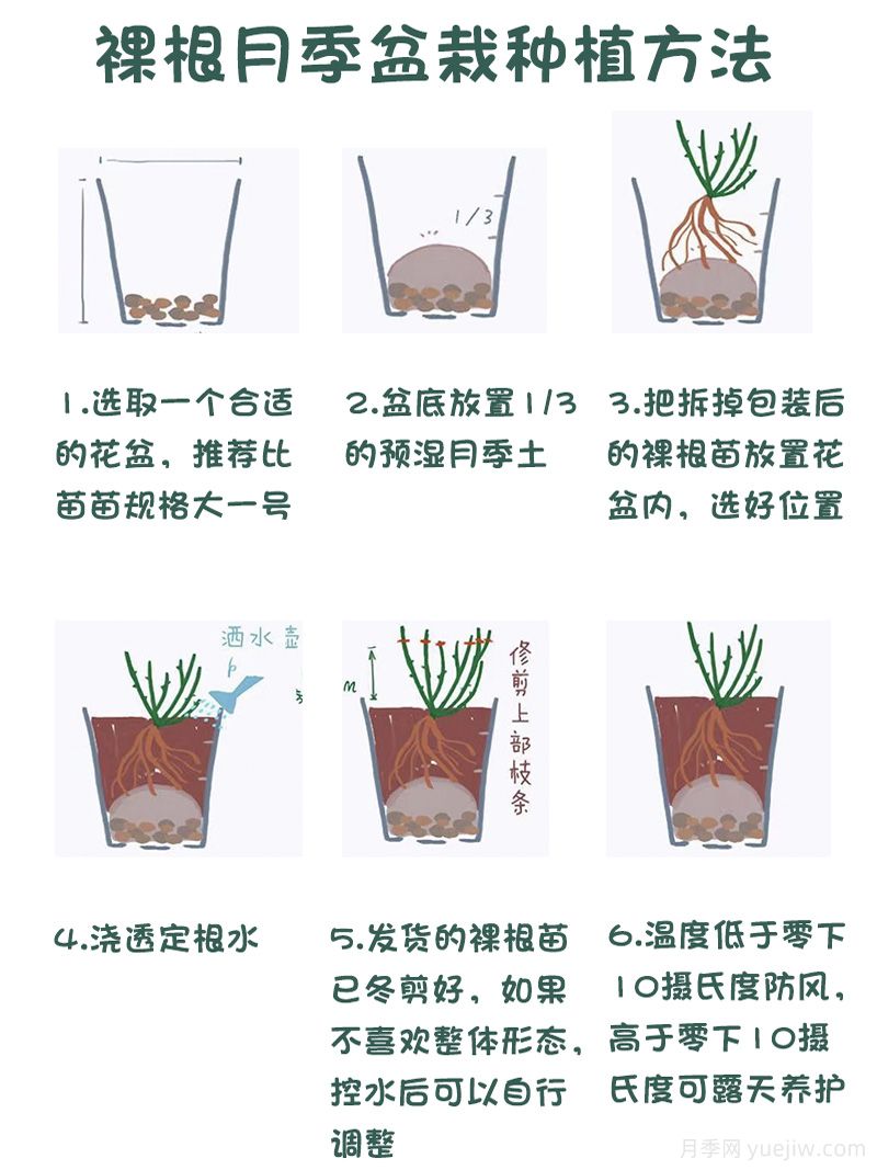 月季裸根苗的優(yōu)點？裸根月季如何種植？(圖2)