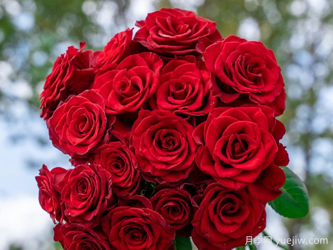 高原紅月季，花期長(zhǎng)觀賞價(jià)值高的月季(圖1)