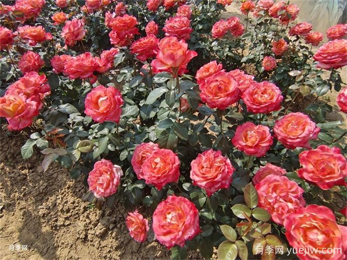 礦山修復(fù)綠化：植物配置如何改變生態(tài)？(圖1)