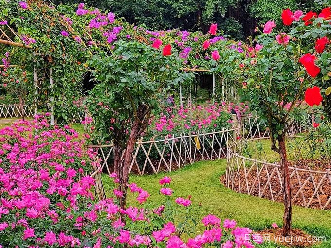 南寧南湖公園，萬株月季驚艷綻放，打卡冬日絕美盛景(圖2)