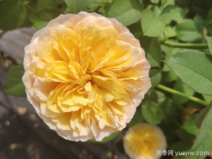 堪稱世界上最貴的花，你能買上幾枝？(圖1)