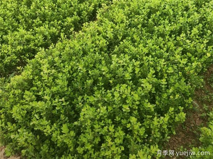 春天綠籬栽植養(yǎng)護(hù)辦法，大大減少死亡率(圖1)