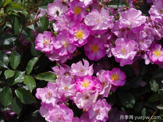 月季推薦，薰衣草之夢月季(圖1)