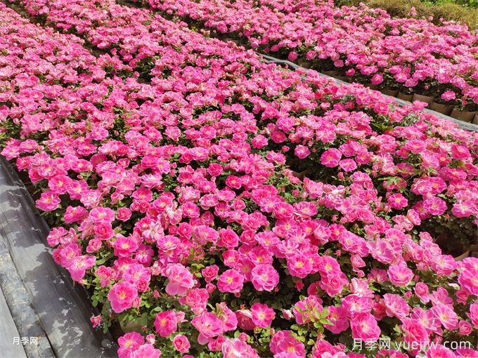 600種園林植物配置大全，分類特征匯集(圖1)
