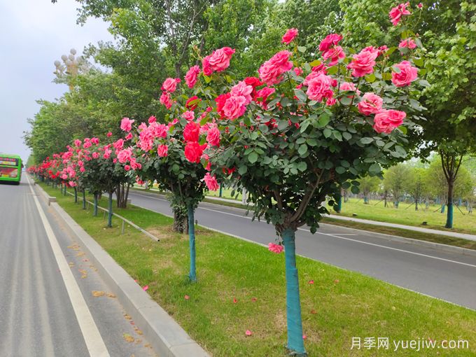600種園林植物配置大全，分類特征匯集(圖2)