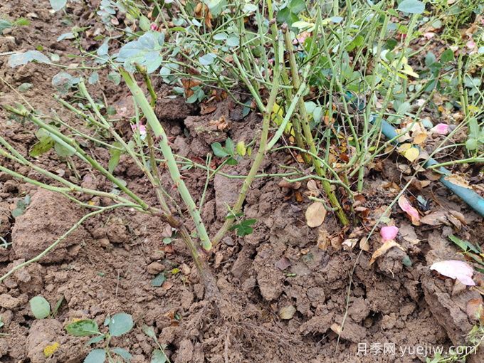 月季裸根苗種植時間？盆栽和地栽種植方法(圖3)