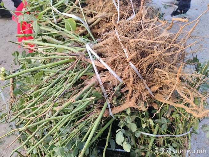 月季裸根苗種植時間？盆栽和地栽種植方法(圖2)