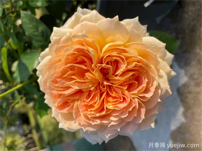 焦糖古董月季，花大如碗，又美又香，多季開花(圖1)