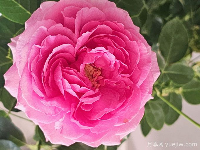 45個(gè)伊芙系列月季品種分享(圖1)