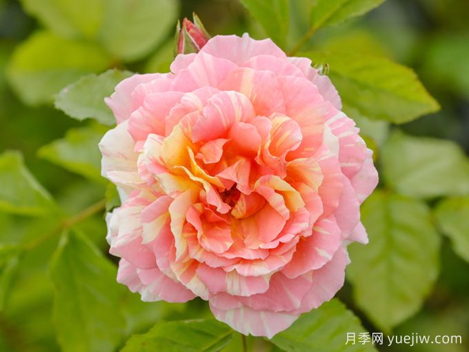 三大色系15個優(yōu)秀藤本月季品種盤點(diǎn)(圖6)