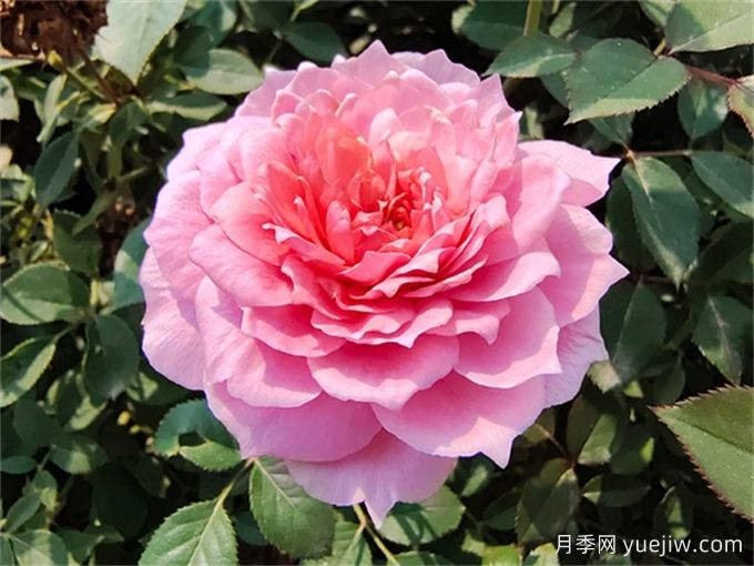 適合陽臺(tái)盆栽的微月，推薦7個(gè)品種(圖5)