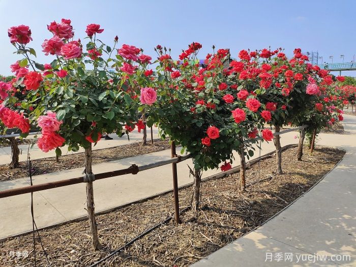 什么是綠化養(yǎng)護(hù)的精細(xì)化管理？(圖1)
