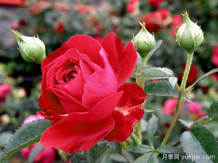 真愛月季/紅船長(zhǎng)/紅色隊(duì)長(zhǎng)(圖1)