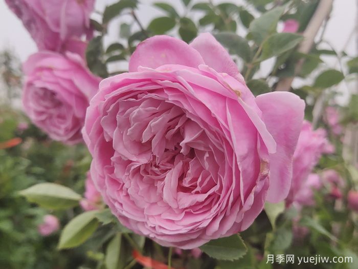 推薦13款香水月季品種，香味濃郁是真香(圖6)