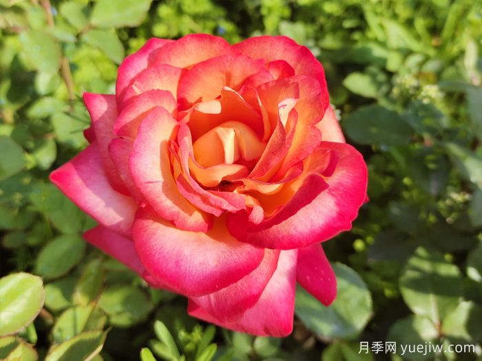 暢游南陽，認(rèn)識(shí)名品大花月季(圖3)