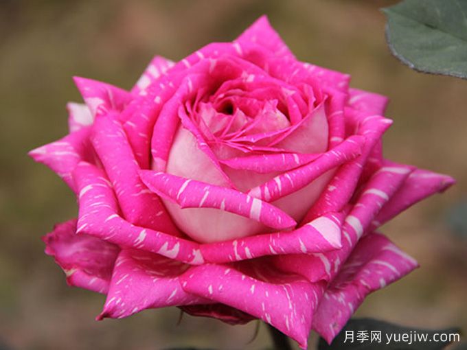 暢游南陽，認(rèn)識(shí)名品大花月季(圖5)