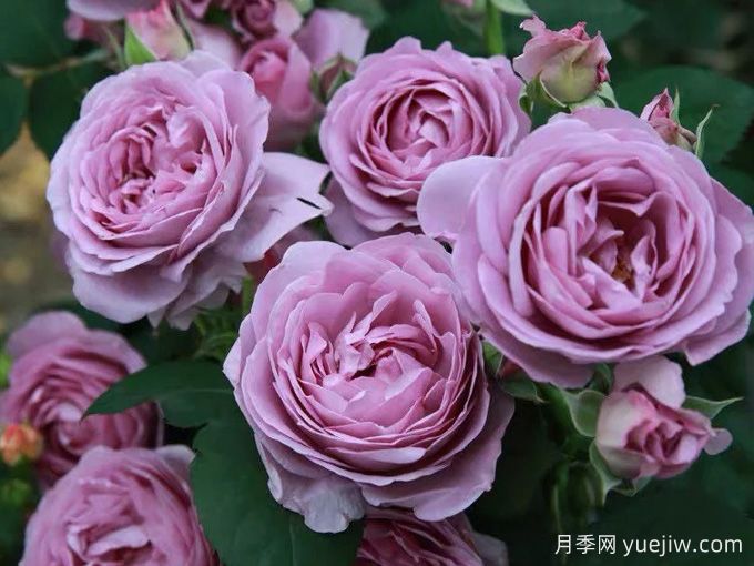 6種經(jīng)典的月季花，每一種都是顏值擔(dān)當(dāng)(圖4)