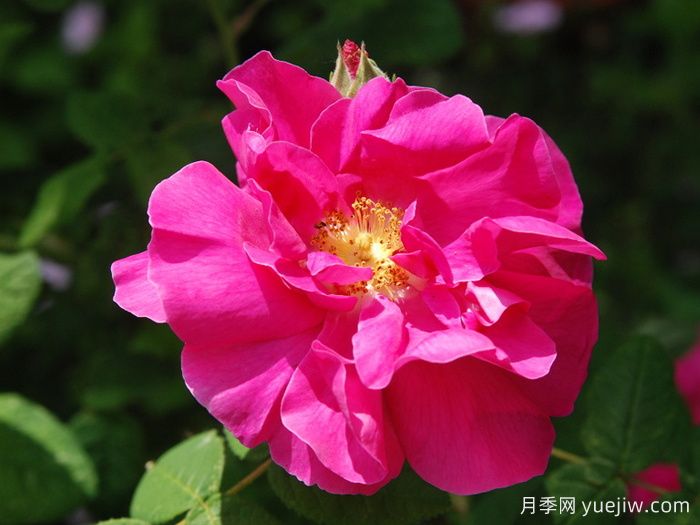 法國薔薇月季/高盧紅/藥劑師玫瑰(圖1)