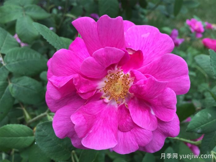 法國薔薇月季/高盧紅/藥劑師玫瑰(圖2)