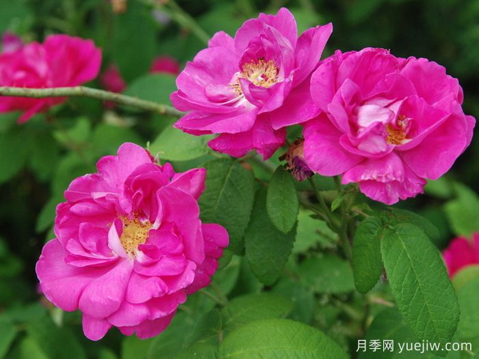 法國薔薇月季/高盧紅/藥劑師玫瑰(圖3)