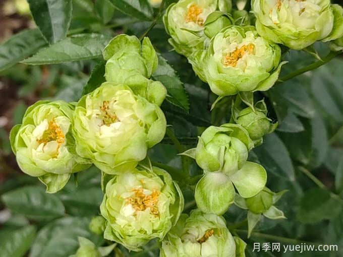 月季推薦，?？巳R爾月季(圖1)