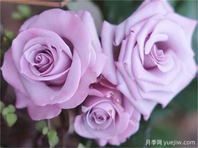 月季推薦，海洋之歌月季(圖1)