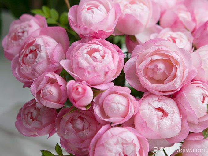 草莓杏仁餅月季推薦，花期長(zhǎng)開花勤(圖1)