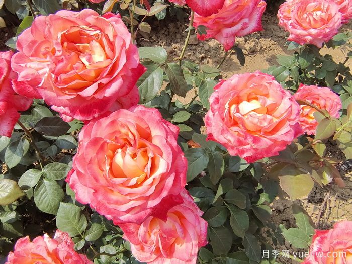 八首月季花詩詞分享，月季只應天上物，四時榮謝色常同(圖2)