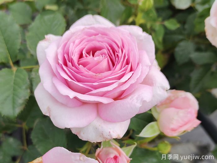 為10區(qū)花友問一下，有跟粉龍差不多的月季品種嗎？(圖2)