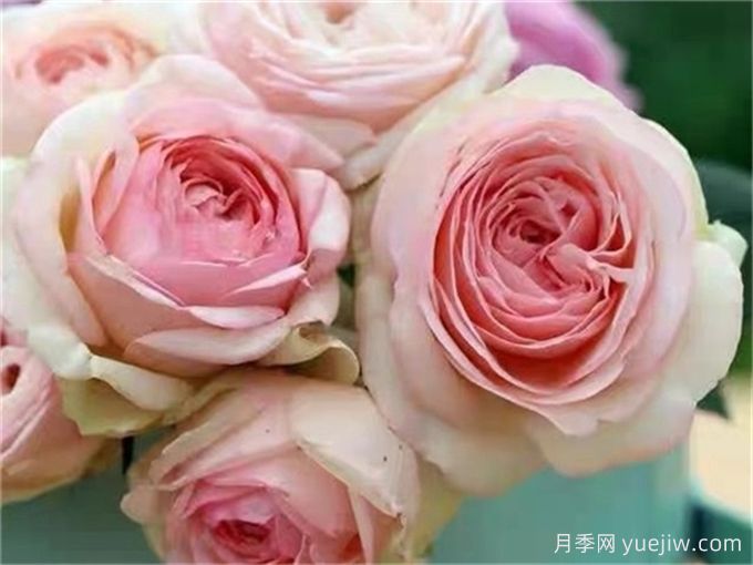 為10區(qū)花友問一下，有跟粉龍差不多的月季品種嗎？(圖6)