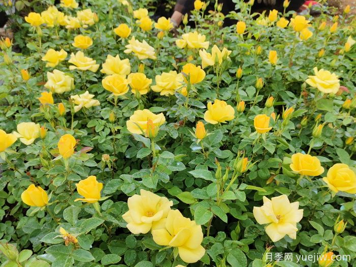 月季花苞太少怎么辦？不聽話，剪它幾下！(圖2)