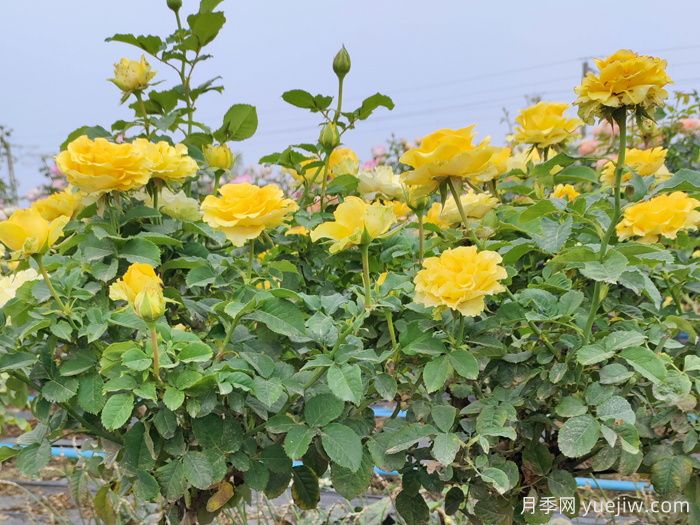 養(yǎng)月季摘芽和抹芽的區(qū)別？該如何做？(圖1)
