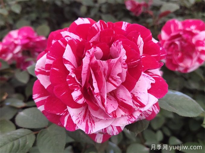 大花月季開花時間長嗎？(圖1)
