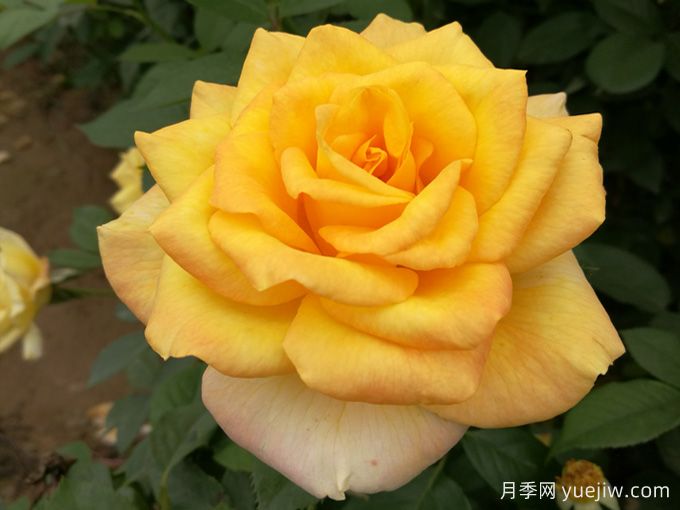 大花月季開花時間長嗎？(圖2)