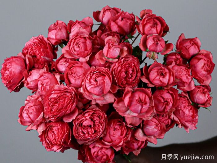 樹(shù)莓朱莉塔月季/樹(shù)莓朱麗葉塔(圖1)
