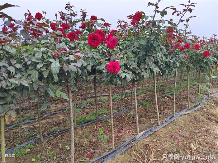 夏季盆栽月季養(yǎng)護要訣(圖1)