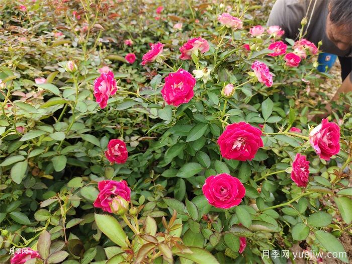盆栽月季怎么養(yǎng)多開花？(圖1)