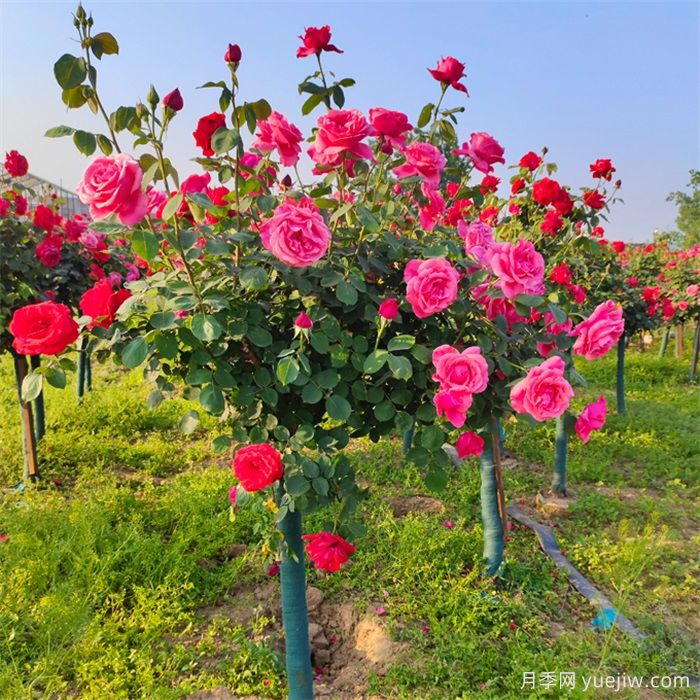 怎樣讓樹狀月季多開花？(圖1)